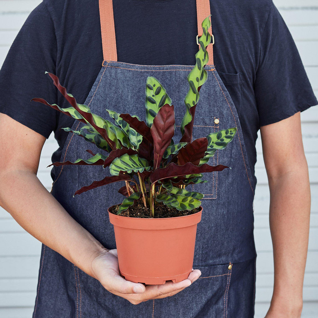 Calathea Lancifolia 'Rattlesnake'