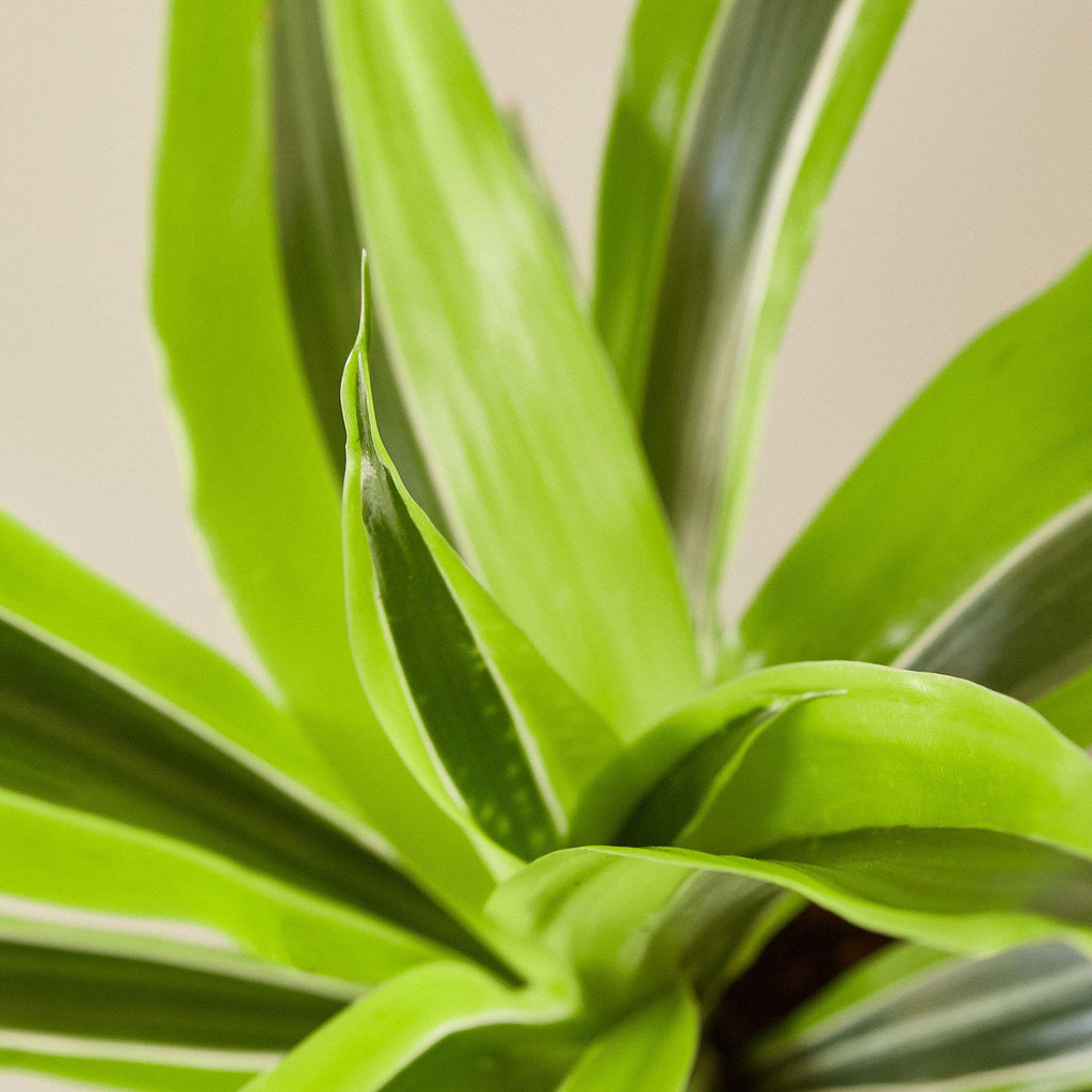 Dracaena 'Lemon Lime'