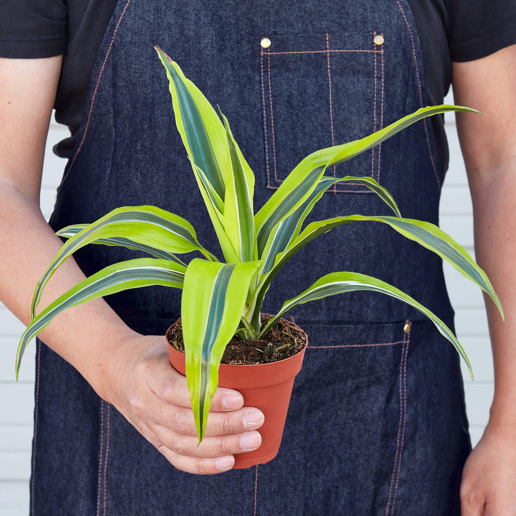 Dracaena 'Lemon Lime'