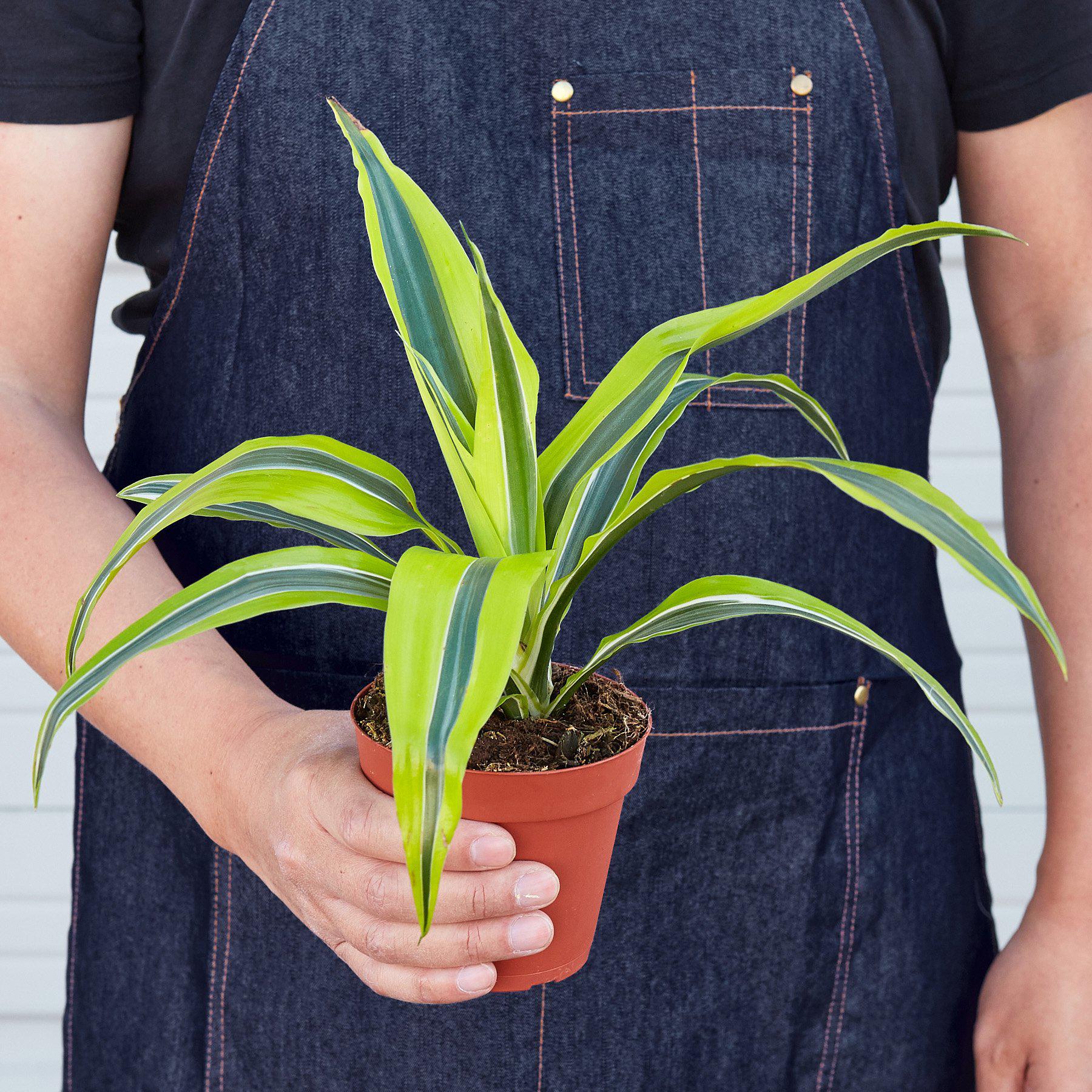 Dracaena 'Lemon Lime'