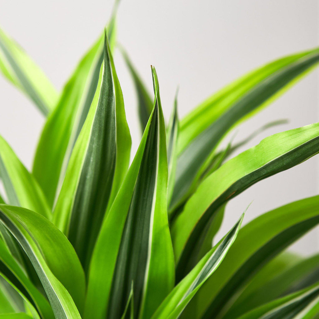 Dracaena 'Lemon Lime'