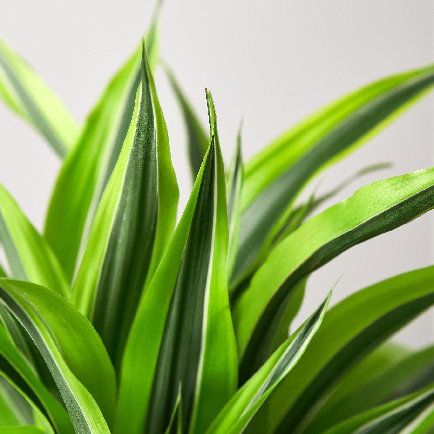 Dracaena 'Lemon Lime'