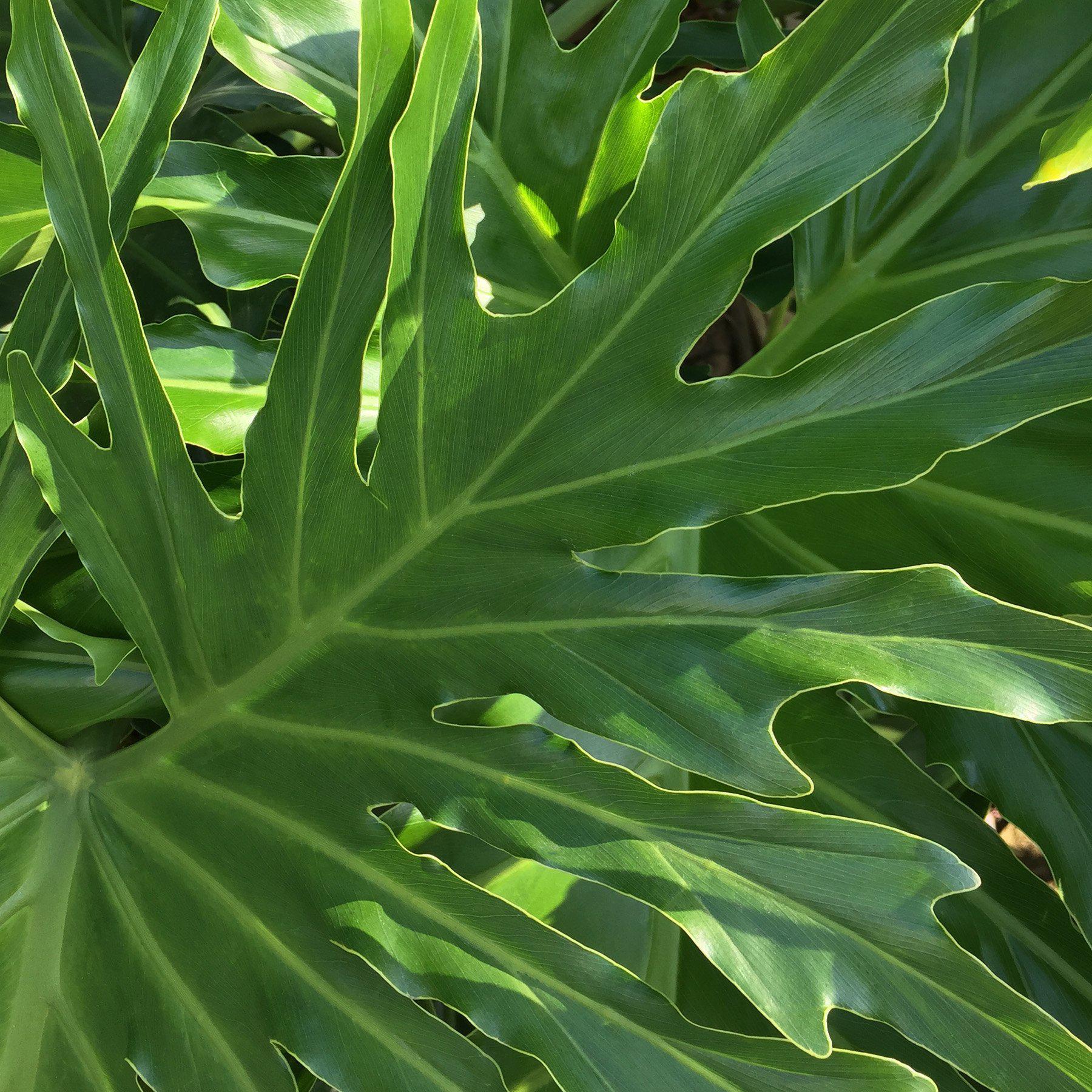 Philodendron 'Lickety Split' - 8" Pot