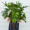 Philodendron 'Lickety Split' - 8" Pot