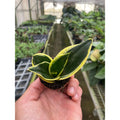 Snake Plant 'Black Gold'