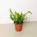 Fern 'Crocodile'