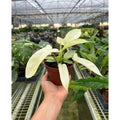 Philodendron 'Florida Ghost'