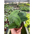 Pothos Jade Satin