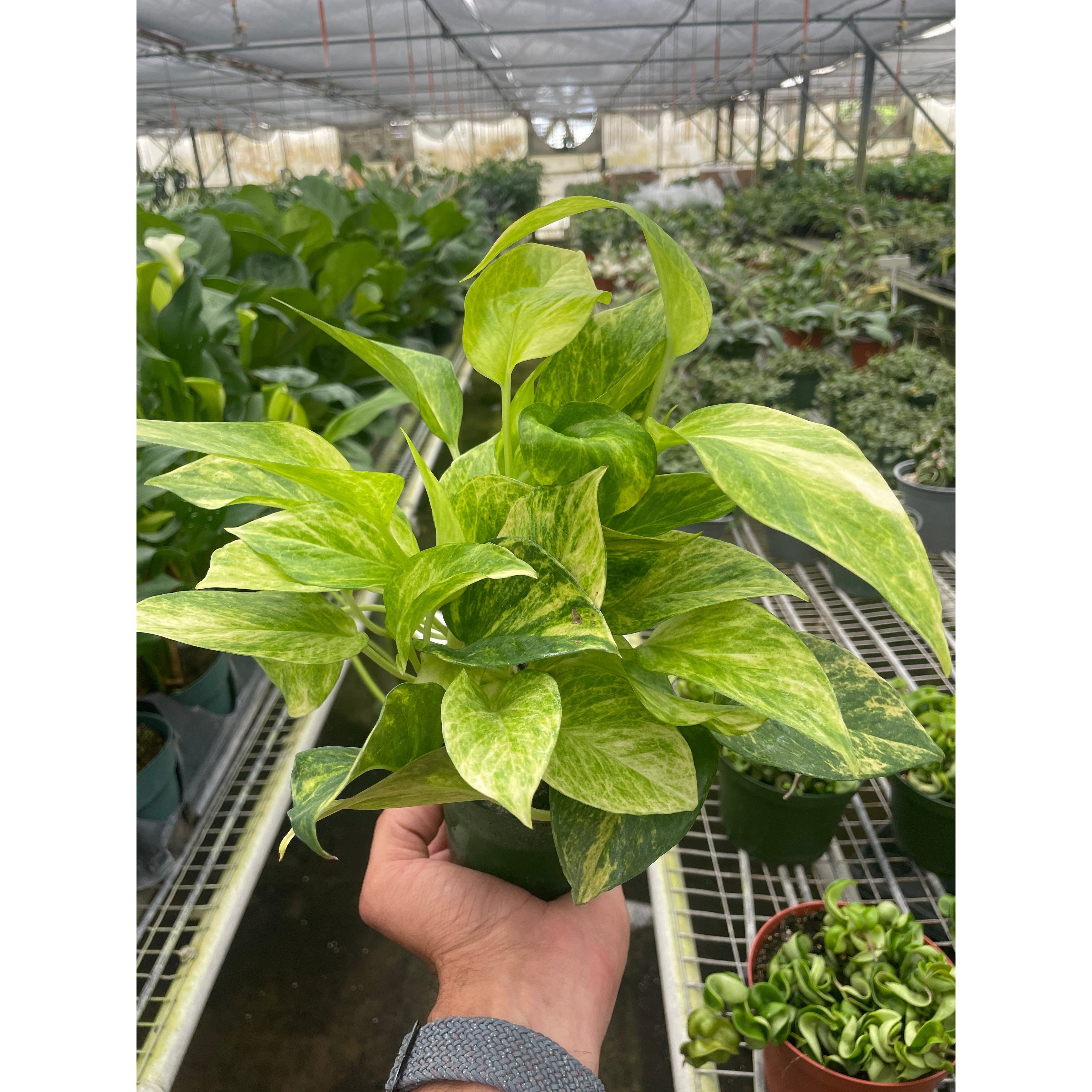 Pothos 'Neon Queen'