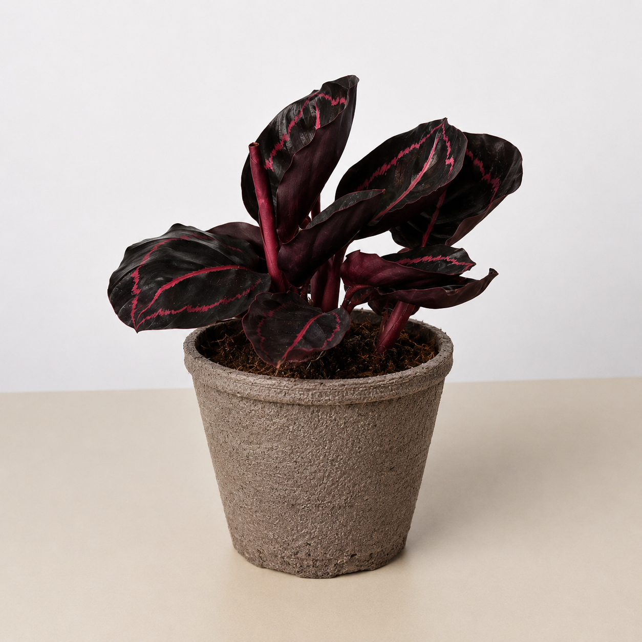 Calathea 'Dottie'