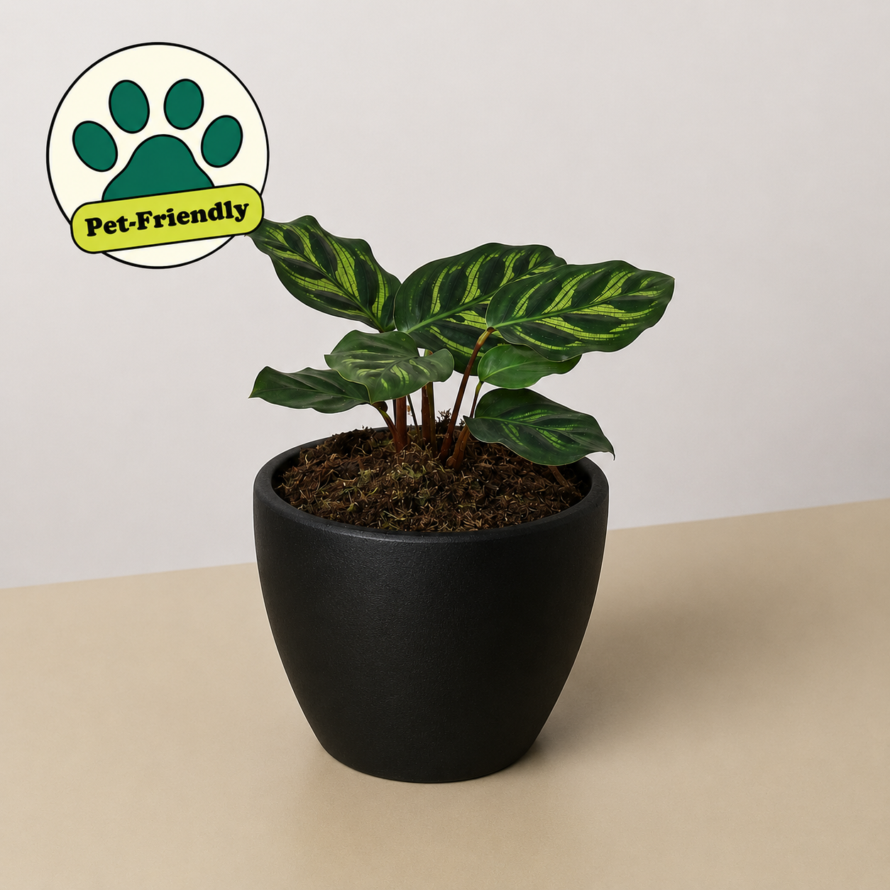 Calathea 'Makoyana'