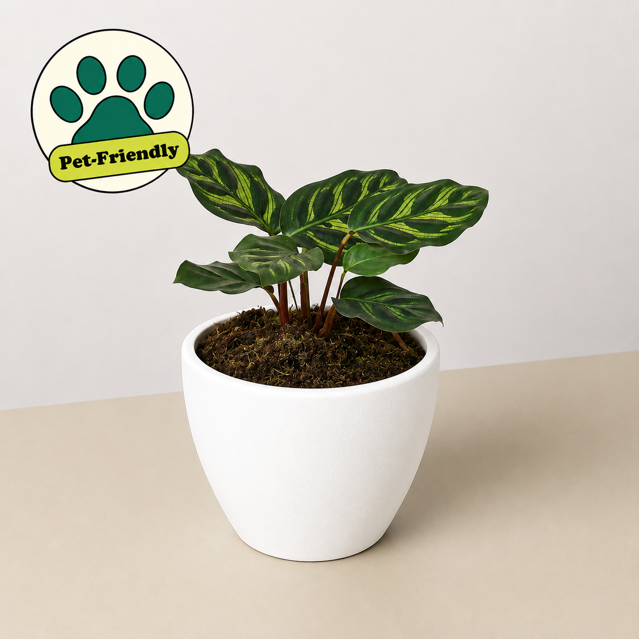 Calathea 'Makoyana'