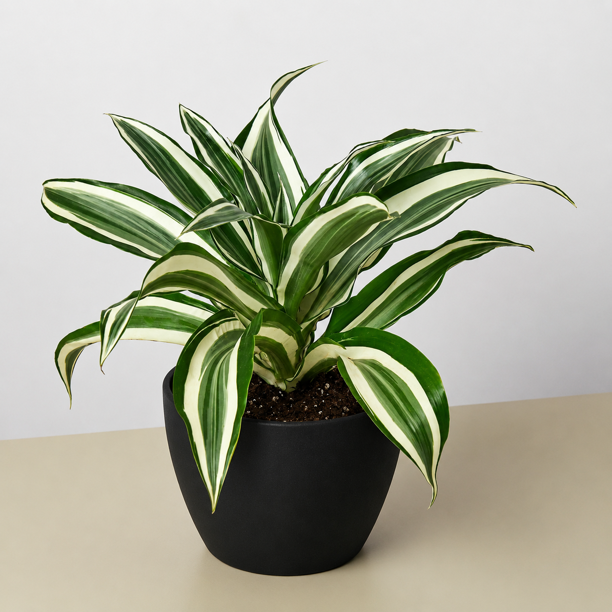 Dracaena Warneckii 'White Jewel'