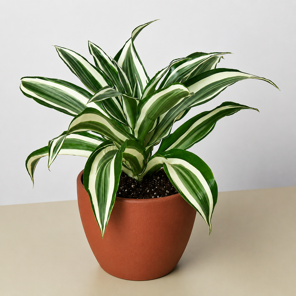 Dracaena Warneckii 'White Jewel'