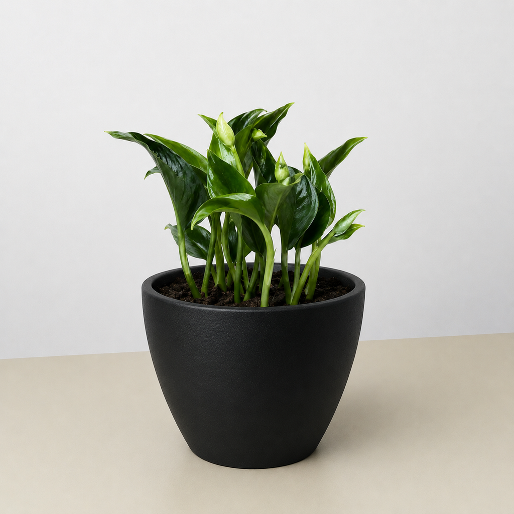 Pothos 'Shangri La'