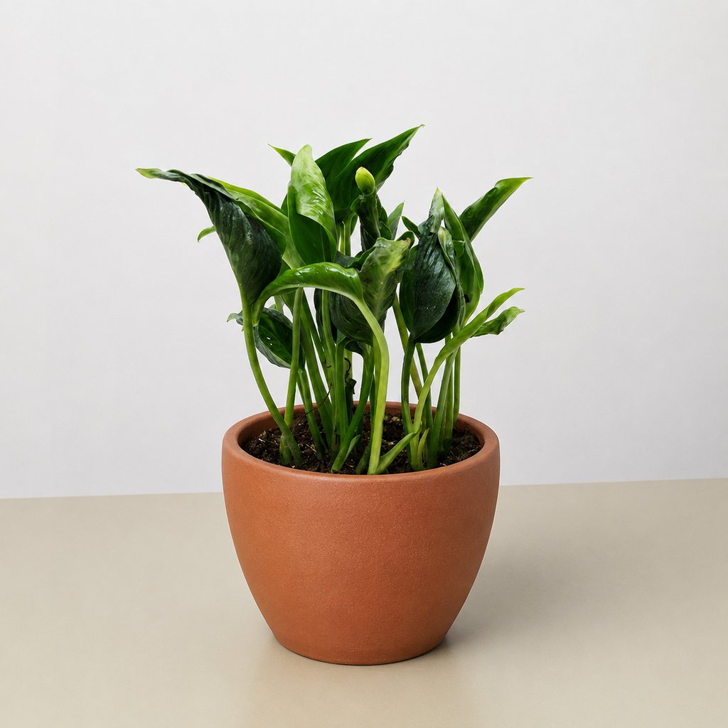 Pothos 'Shangri La'