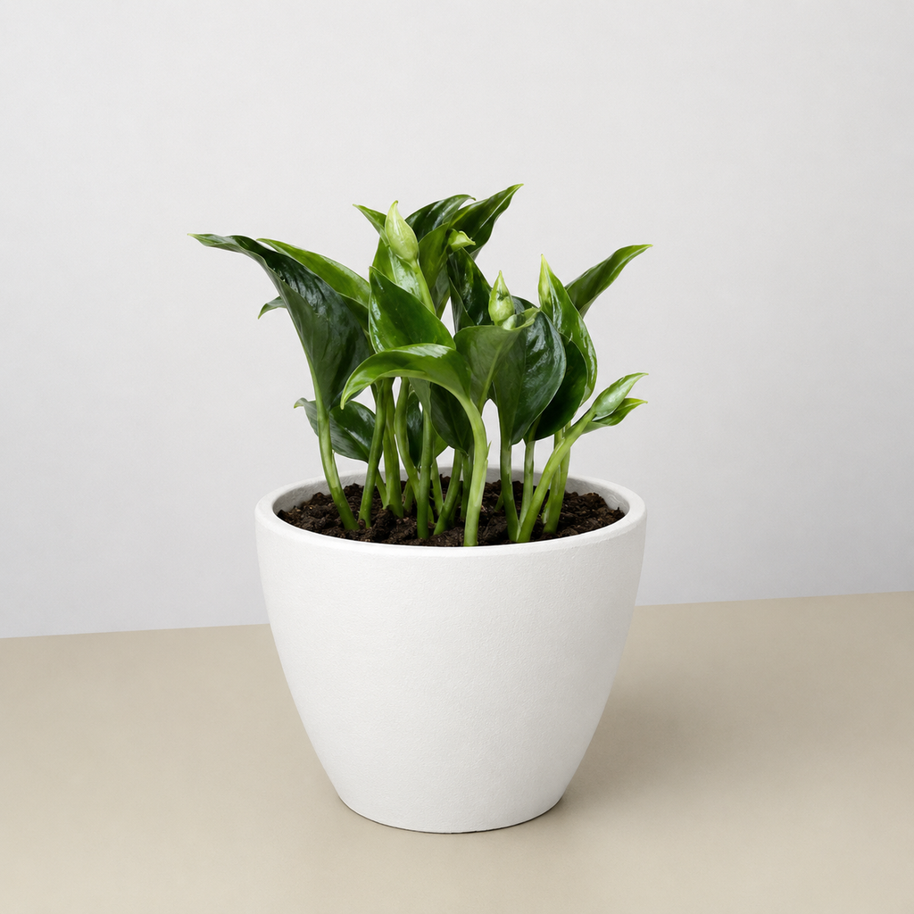 Pothos 'Shangri La'