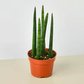 Snake Plant 'Cylindrica'