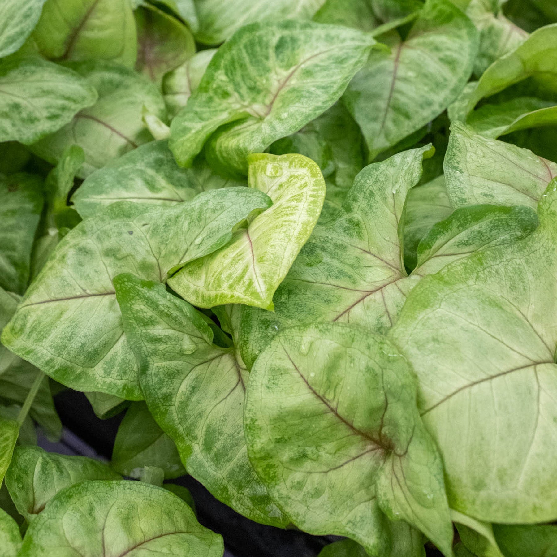 Syngonium 'Gold'