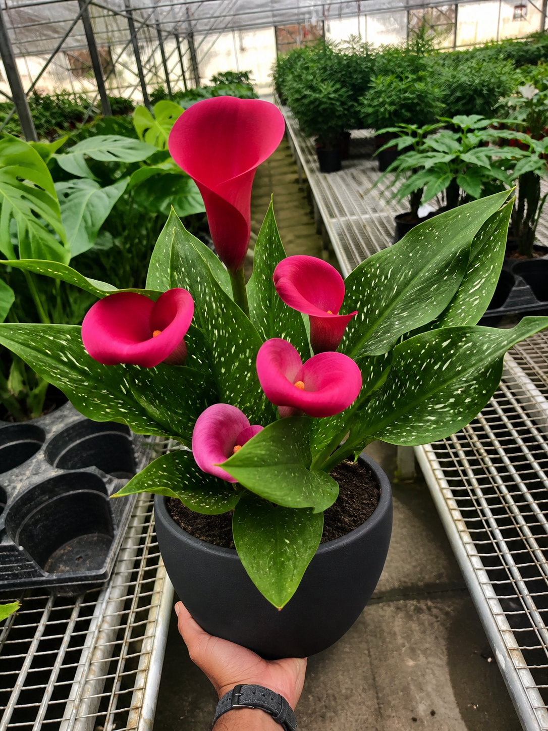 Calla Lily