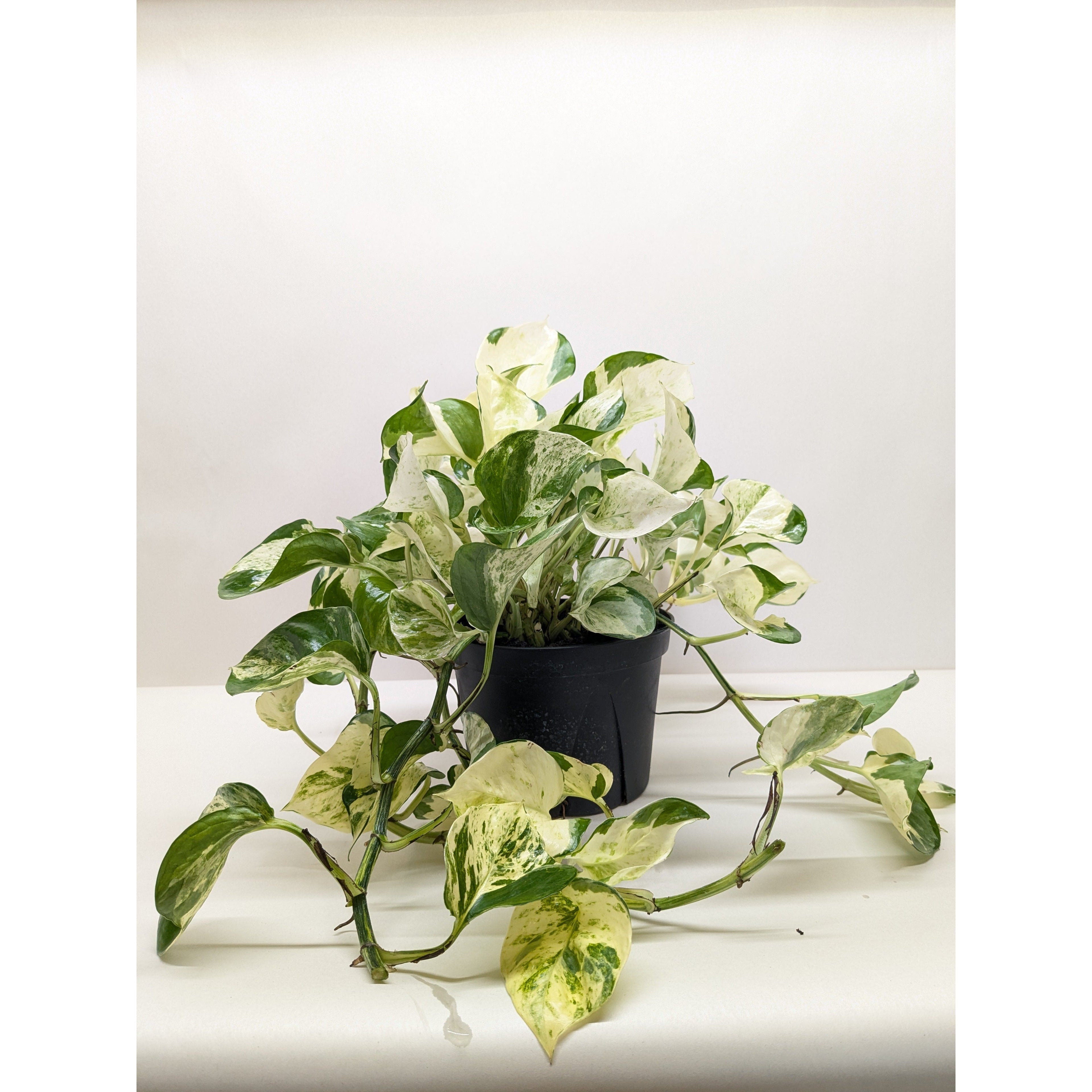 Pothos 'Manjula'