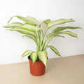 Dieffenbachia 'Camouflage'