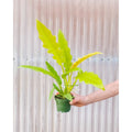 Philodendron 'Golden Ring of Fire'