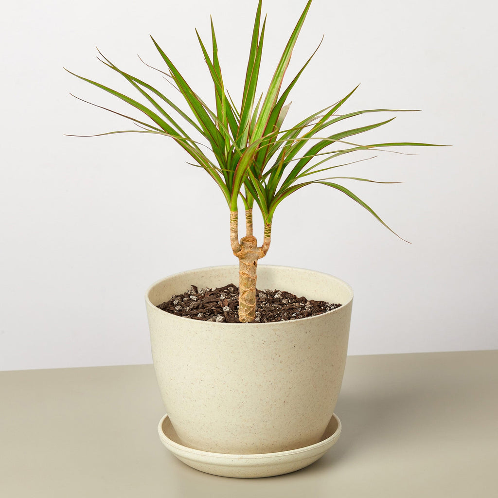 Dracaena 'Marginata Cane'