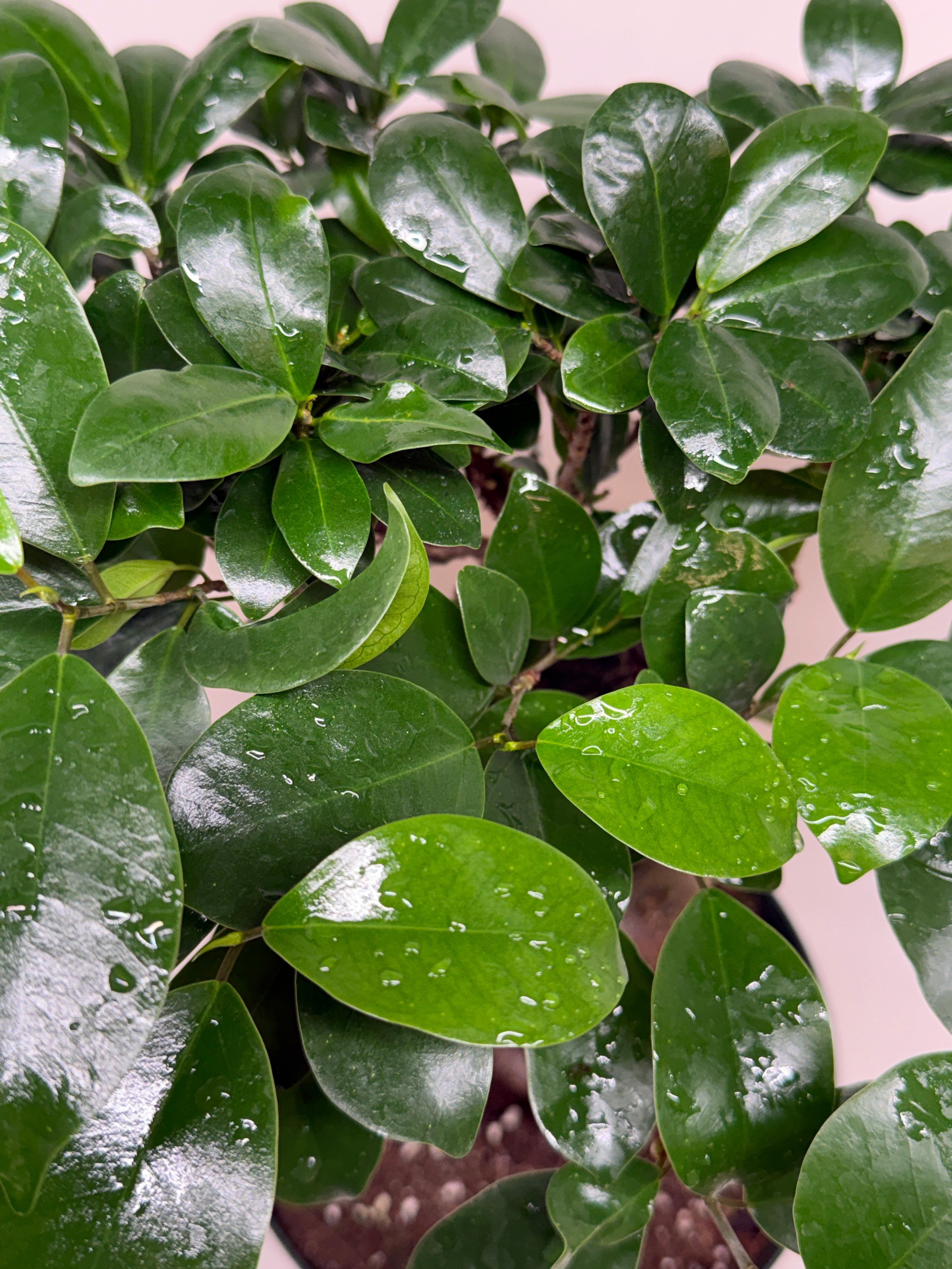Ficus 'Ginseng'