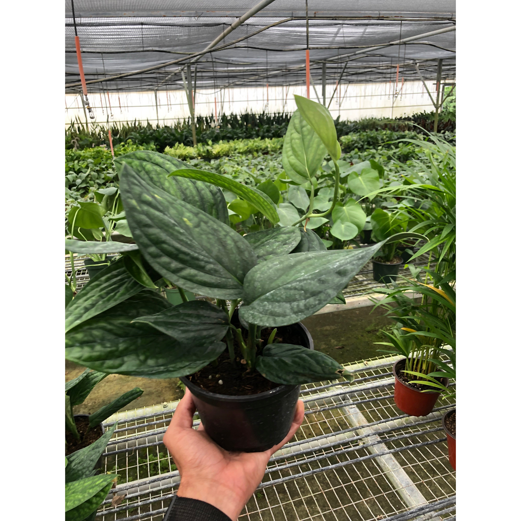Monstera 'Peru'