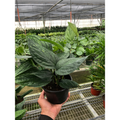 Monstera 'Peru'