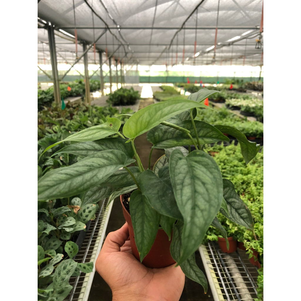 Monstera 'Siltepecana'