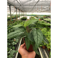 Monstera 'Siltepecana'