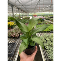 Spathiphyllum 'Platinum Mist'