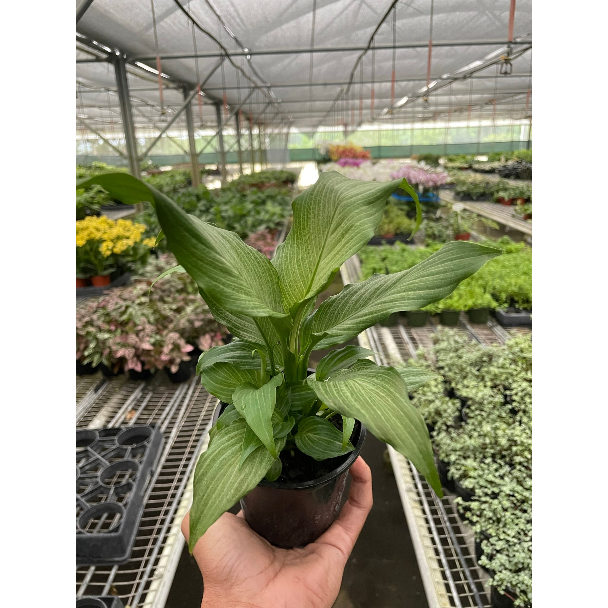 Spathiphyllum 'Platinum Mist'