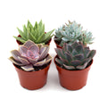 Succulent Variety Packs