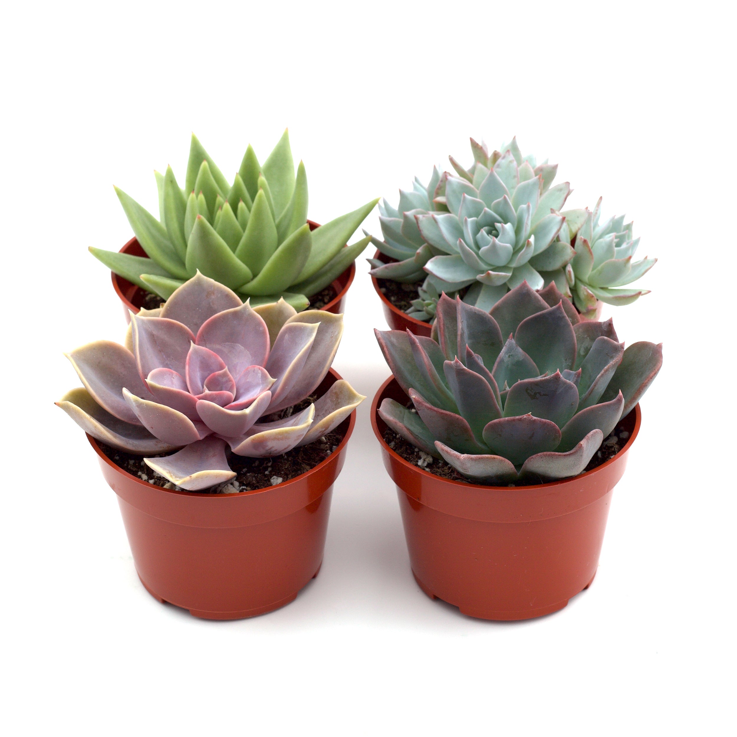 Succulent Variety Packs