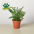 Mahogany Fern
